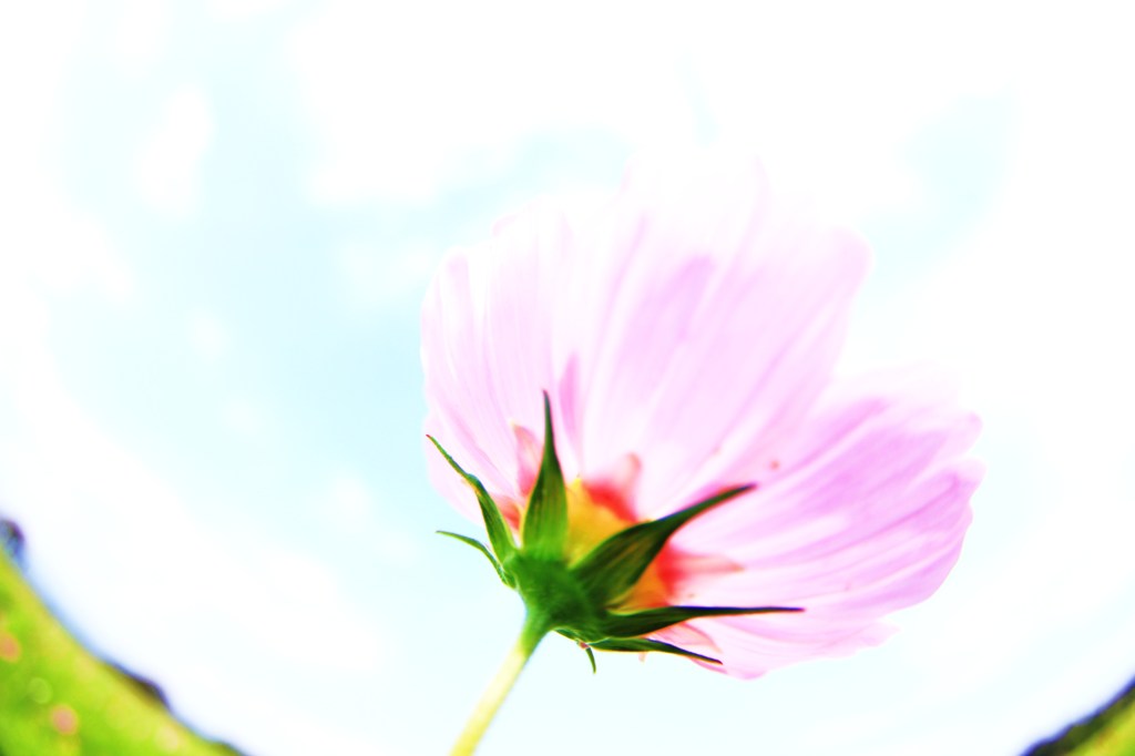 薄紅の