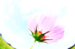薄紅の