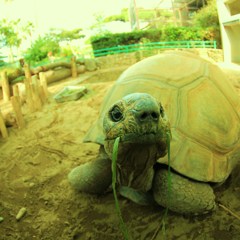 kame