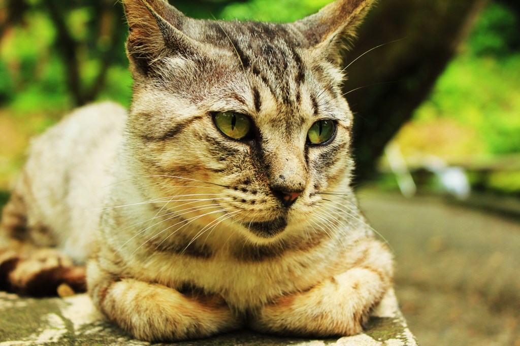 ねこ