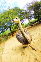 フェニックス自然動物園