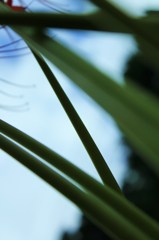 茎