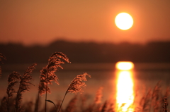 朝陽を浴びて