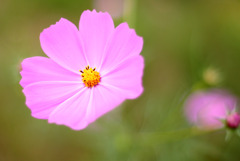 秋桜