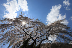 那智の桜