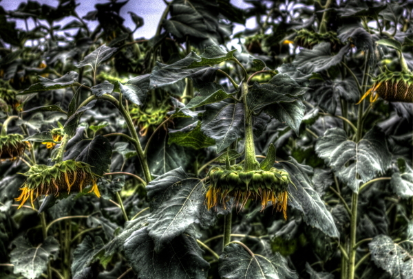 向日葵(HDR)