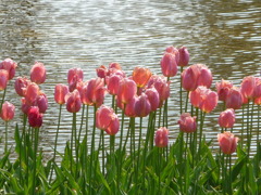 20100502昭和紀念公園