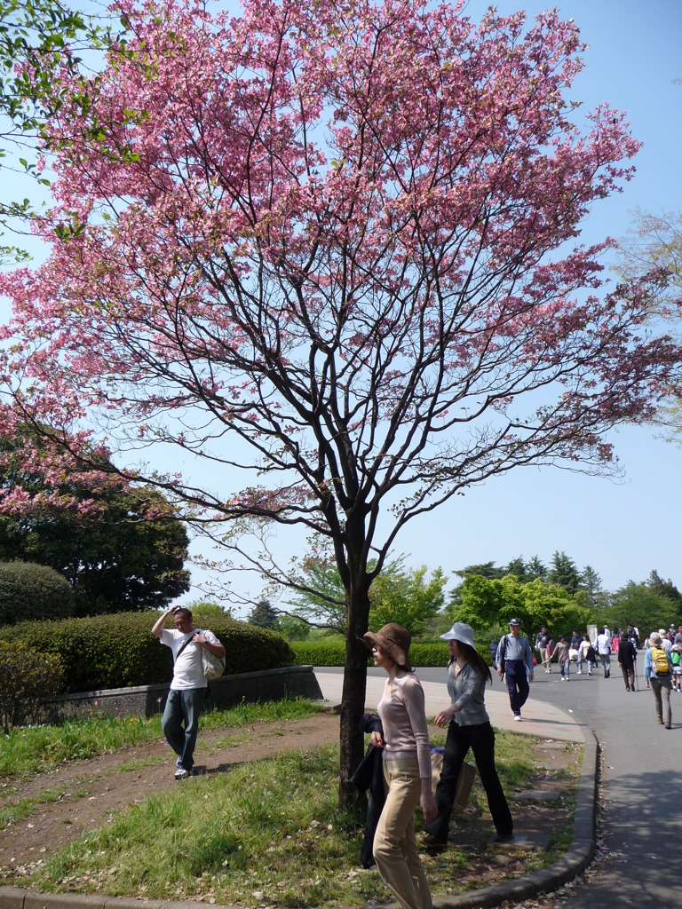 20100502昭和紀念公園