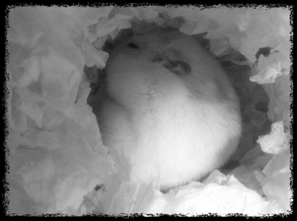 sommeil ami