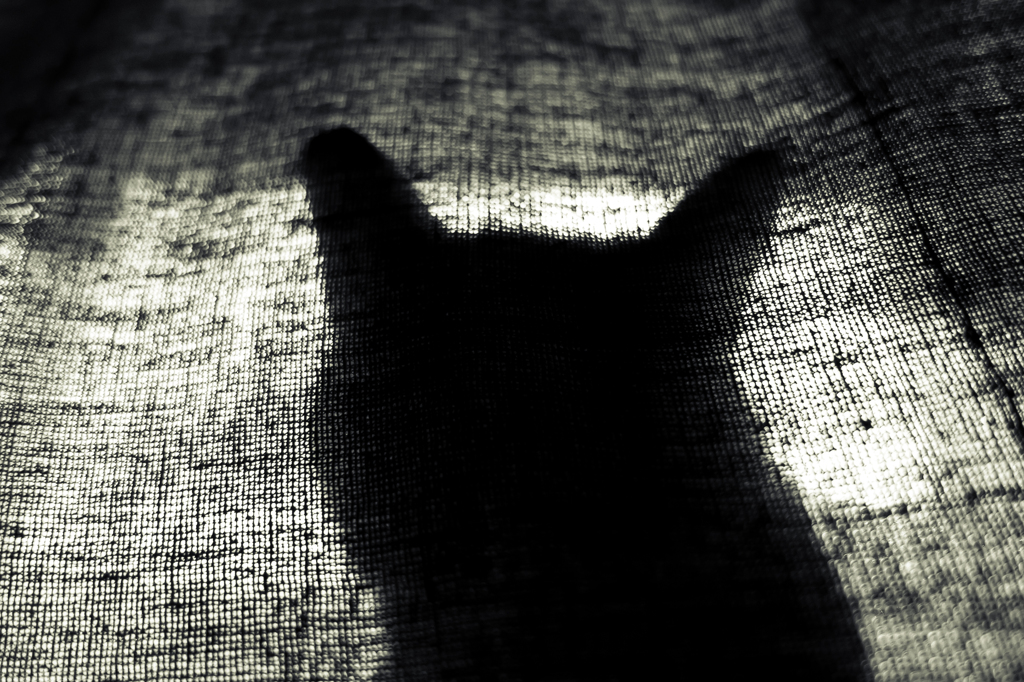 ねこ