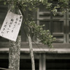 此処は駄目よ♪by神主