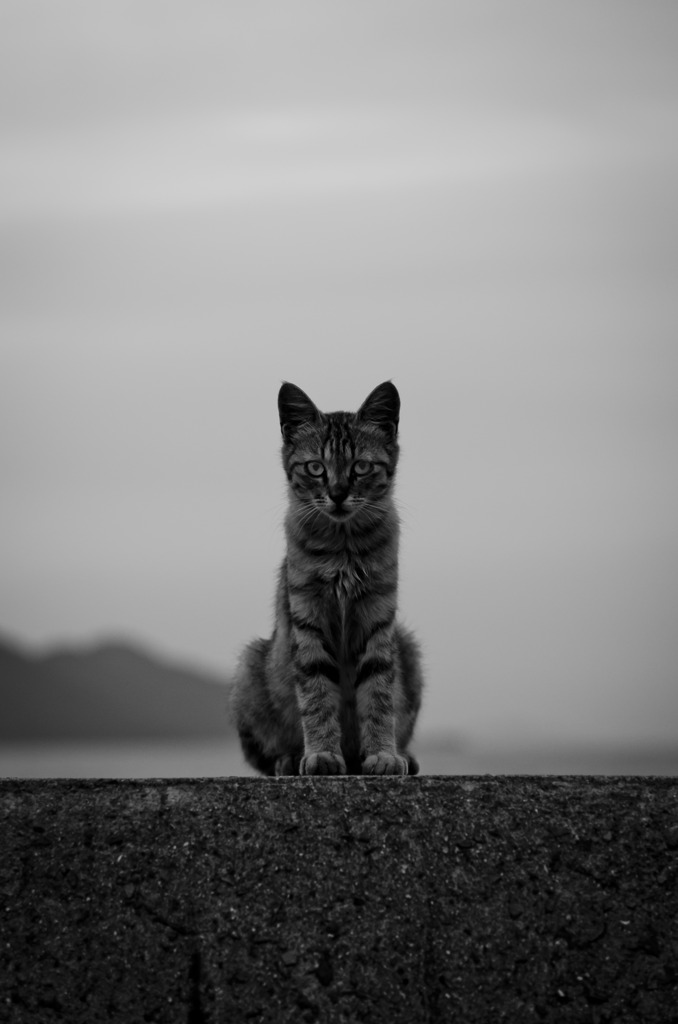 猫の為の証明写真