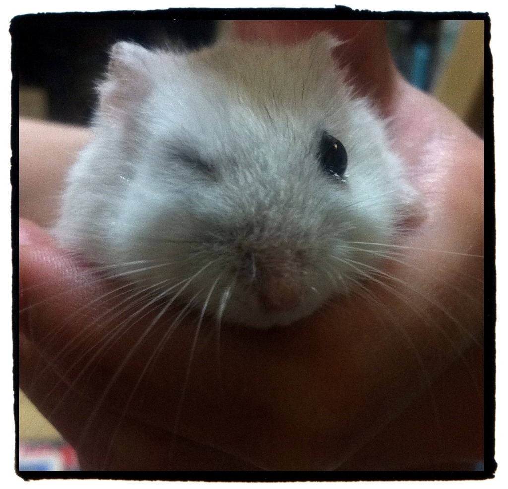 Miracle wink