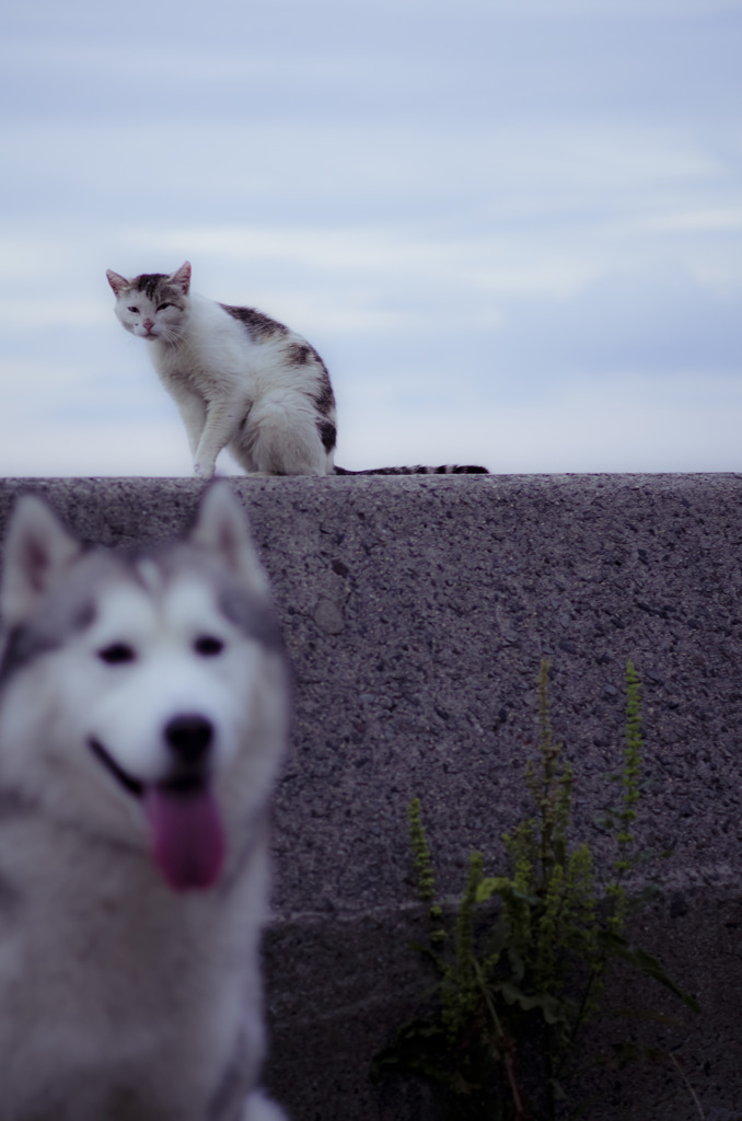 のほほんな現実　~犬猫空~