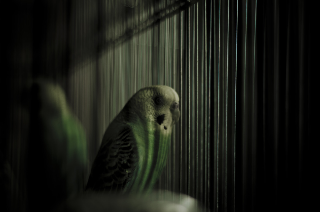 鳥籠のmemory