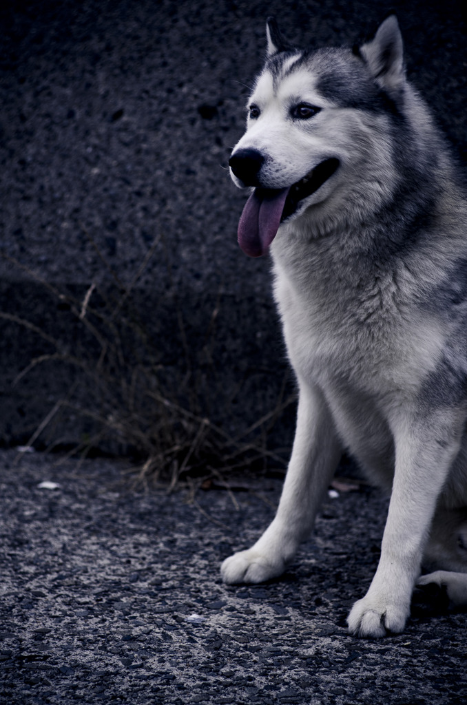 賢そうな犬