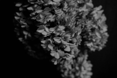 Feuilles