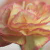CRW_2151_RJ