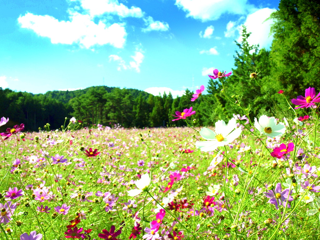 Color field. 