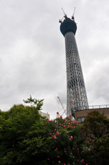 tokyo sky tree　葱坊主