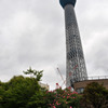 tokyo sky tree　葱坊主