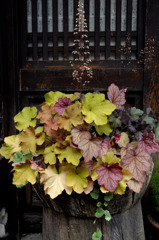 Flower arrangement