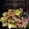 Flower arrangement