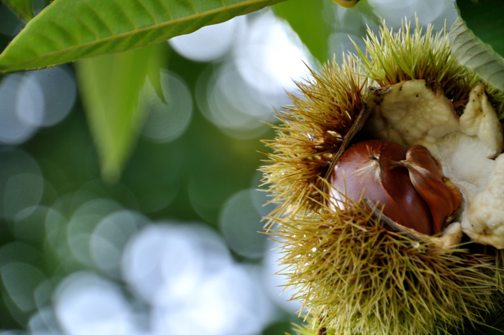 食欲の秋　「栗」