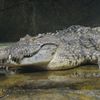 クロコダイルダンディ
