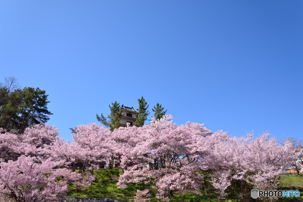 信州桜めぐり　高遠城址公園　④