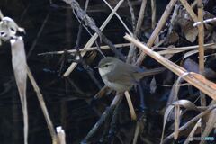 水辺に降りたウグイス