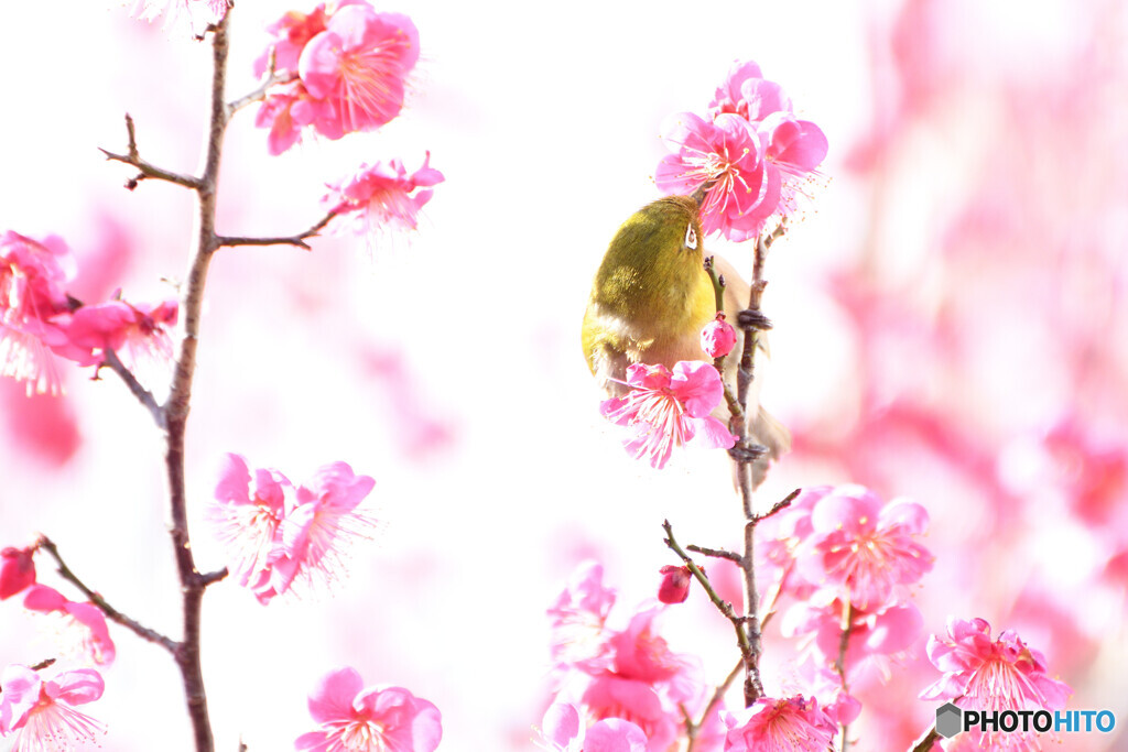 春にくちづけ
