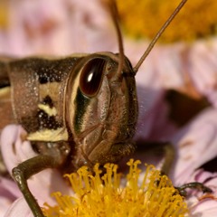 散歩で出会った昆虫の素顔　バッタ