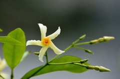 さあ　上を向いて歩こう