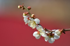 梅　雅やかに