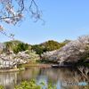 源氏池の桜
