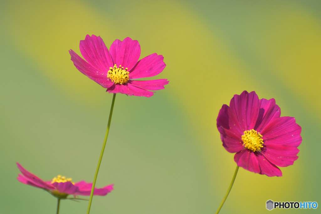 秋爛漫　その４