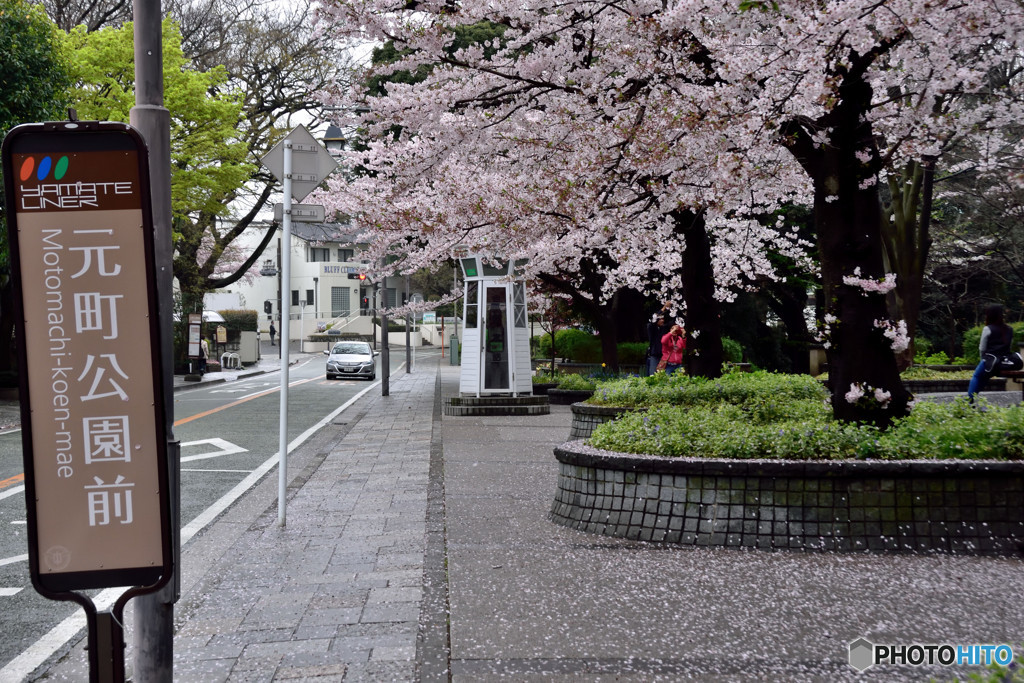 さくら道
