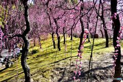 城南宮枝垂れ梅