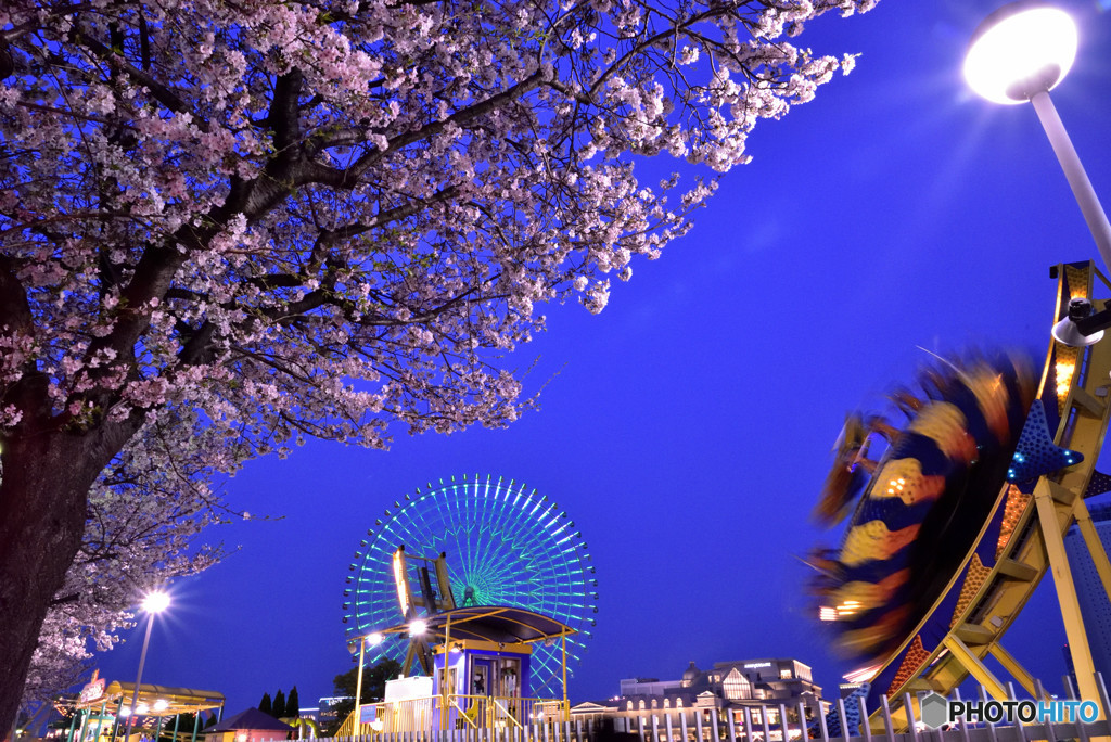 みなとみらいの夜桜