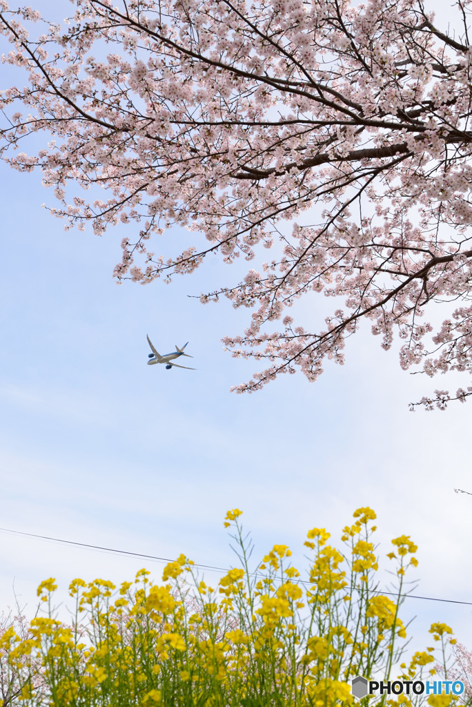 桜と飛行機　④