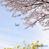 桜と飛行機　④