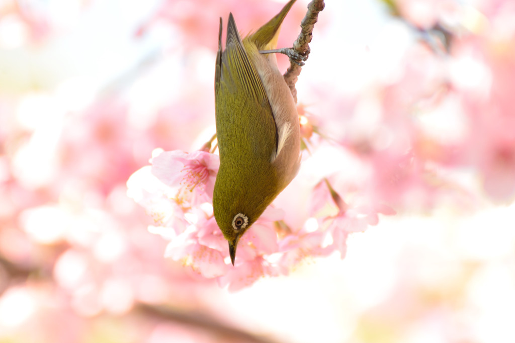 春と戯る