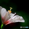 Delicate Beauty
