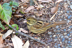 初鳥（撮り）　その８