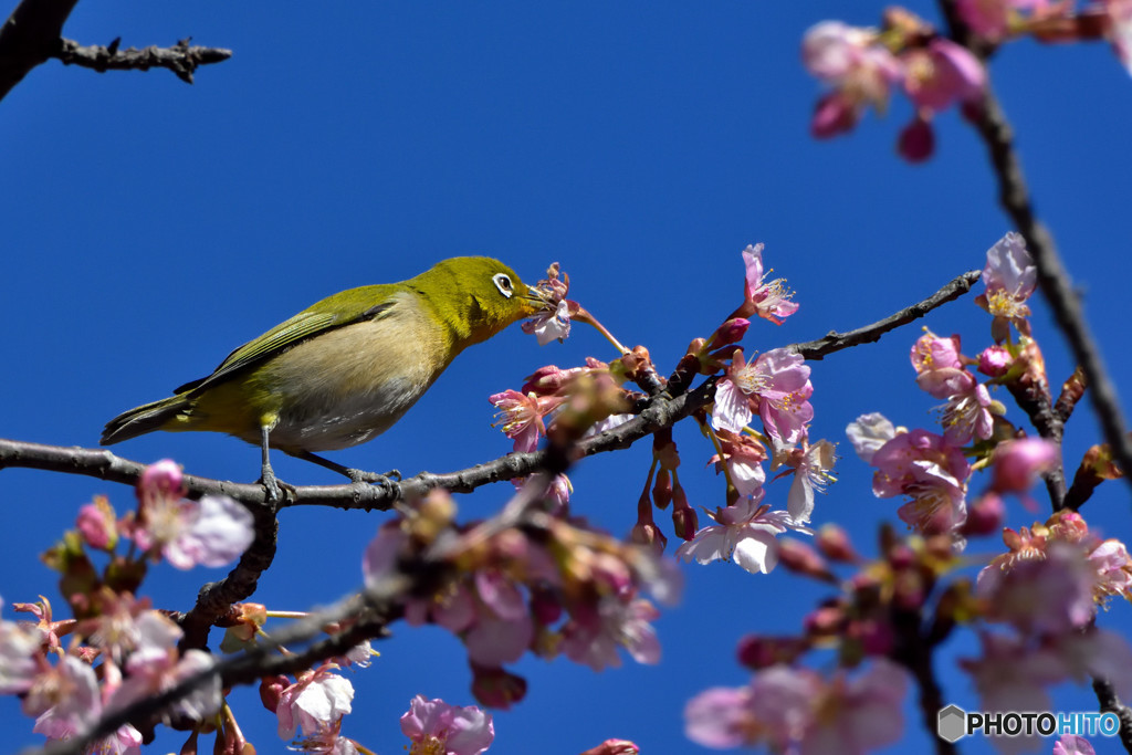 春にくちづけ