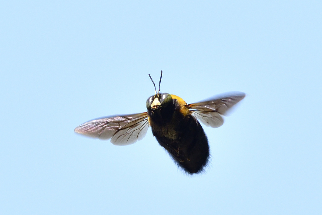 クマバチの飛行