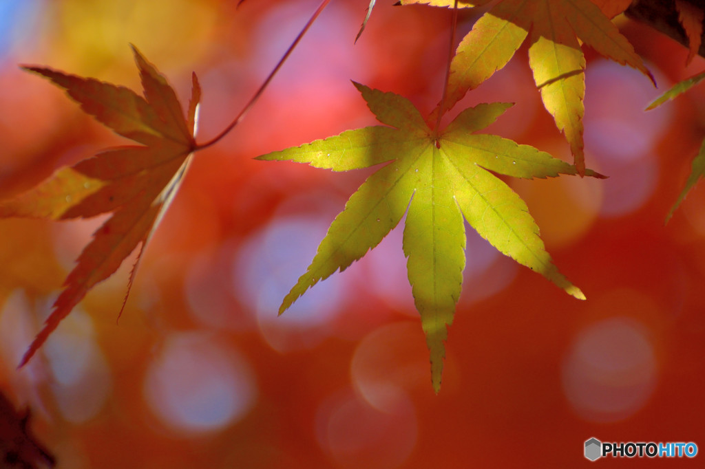 散歩がてらの紅葉狩り　Ⅵ