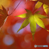 散歩がてらの紅葉狩り　Ⅵ