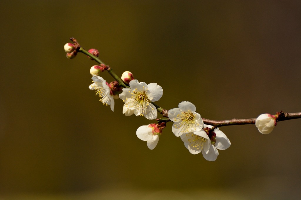 梅　きらびやかに